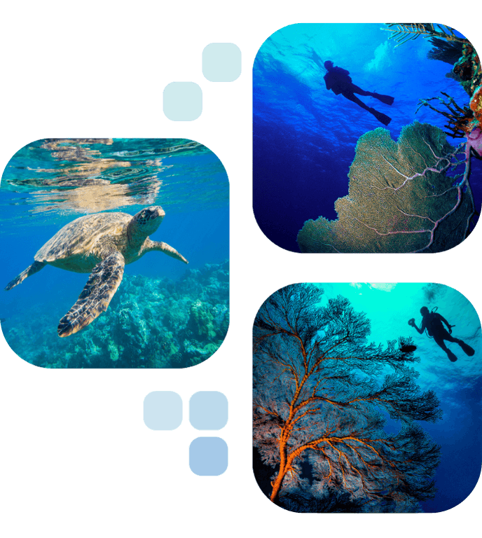 photo diving